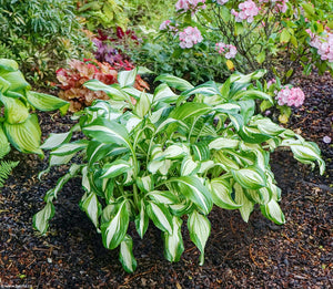 Bulbi de Hosta "Undulata Mediovariegata", 1 Bucata