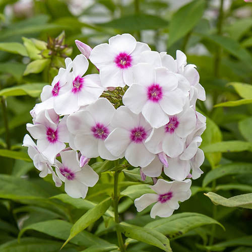 Bulbi Phlox - Europe I - Brumarele - 2 Bucăți