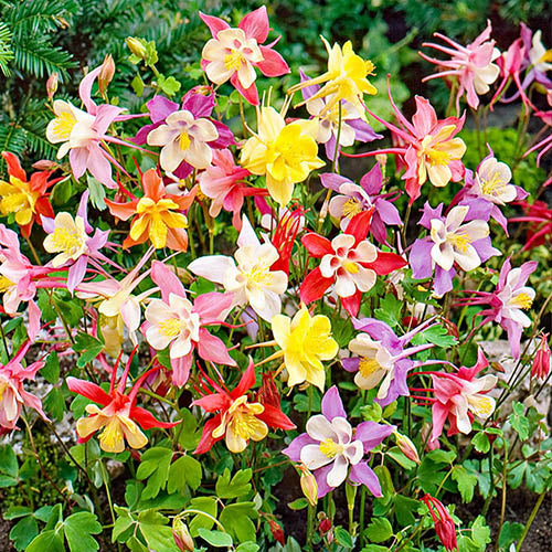 Bulbi de Caldaruse Aquilegia "McKanna Hybrids", Culori Mixt Premium, 10 bucati