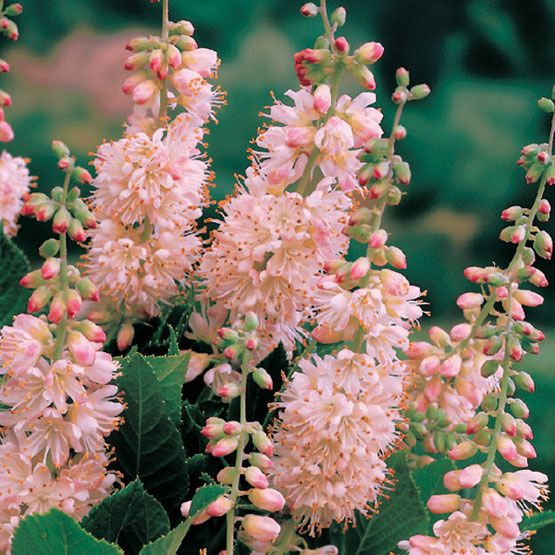 Dulceata de Vara, "Clethra Alnifolia Soft Pink "
