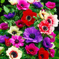 Bulbi Anemone - Pachet Promotional Mixt - 50 buc