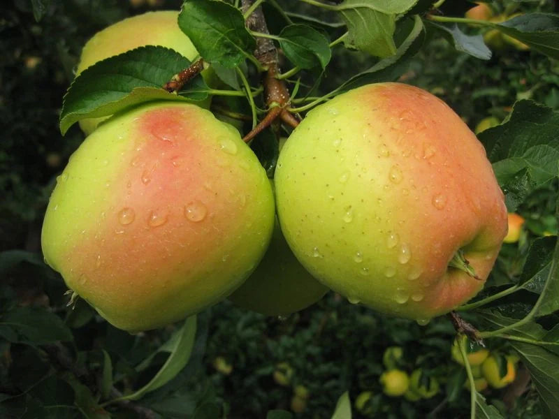 Măr - Golden Rosa