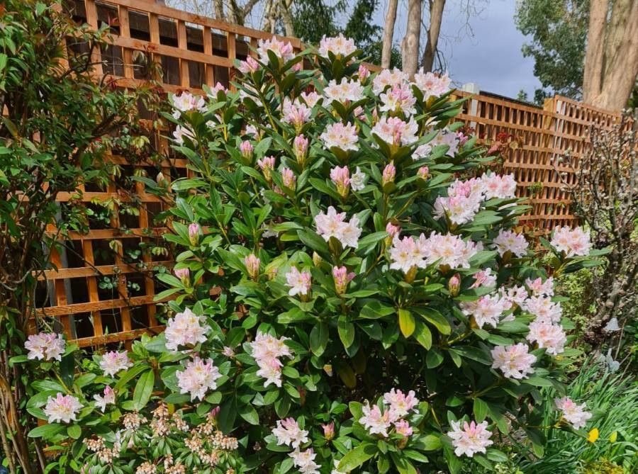 Rhododendron "Simsii",la Ghiveci, 1 Bucata