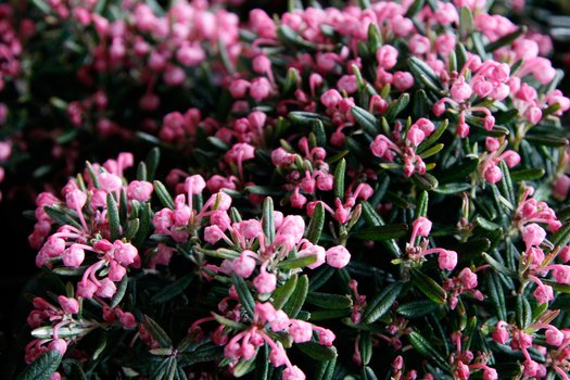 Andromeda Polifolia Blue Ice, 1 Bucata