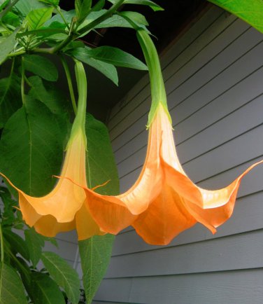 Trompeta Ingerilor "Brugmansia", Portocaliu, la Ghiveci de 3L, 1 Bucata