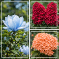 Pachet Premium - Magnolia Liliac Hortensia 3 bucati