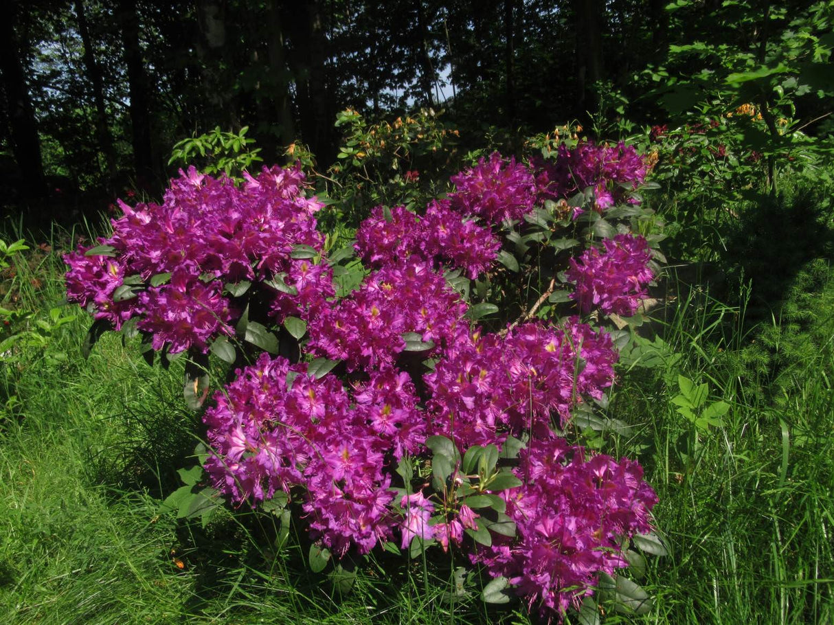 Rhododendron "Libretto",la Ghiveci, 1 Bucata