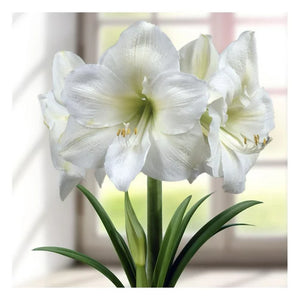 Bulbi de Amaryllis "White Cream", 1 Bucata