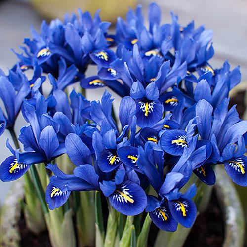 Bulbi de Iris ,Blue Note Reticulata" - 3 bucati / pachet