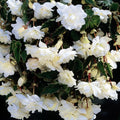 Bulbi de Begonia "Pendula", Alb, 2 Bucăți