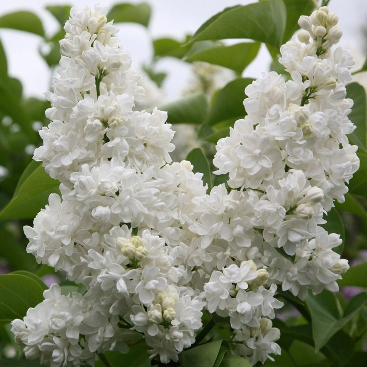 Liliac Syringa Vulgaris Alb, 1 Bucata