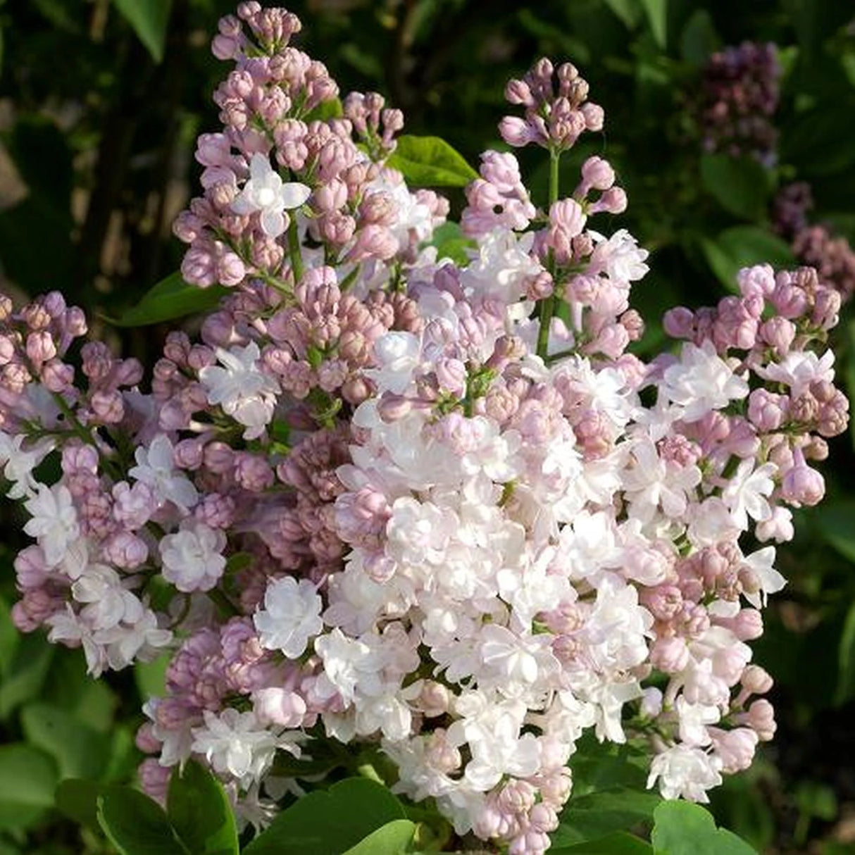 Liliac Syringa Vulgaris Alb-Roz, 1 Bucata