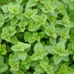 Seminte de Oregano