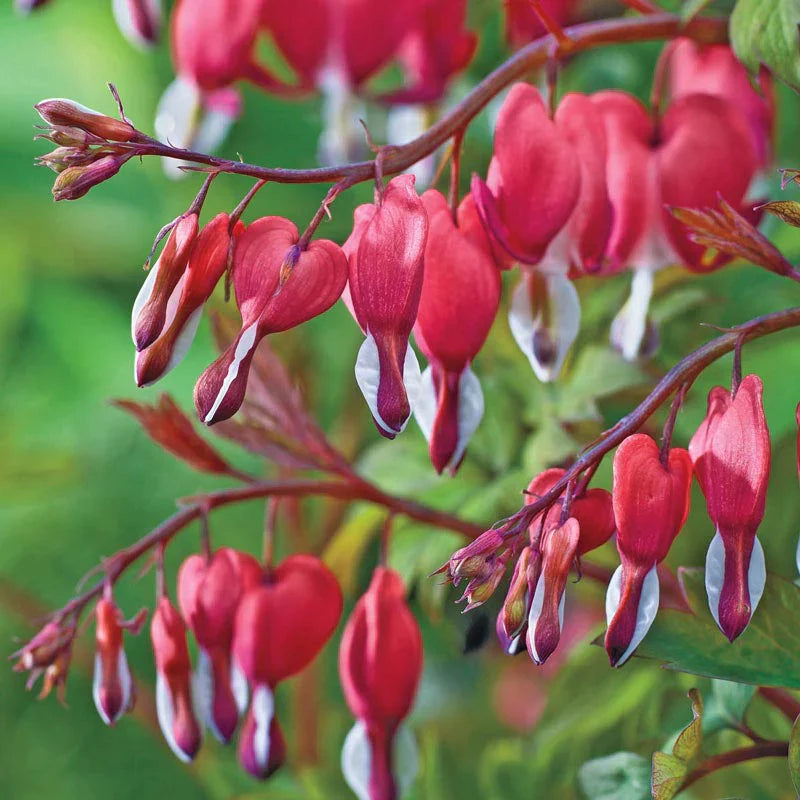 Bulbi de Dicentra "Cerceii Doamnei", Valentine