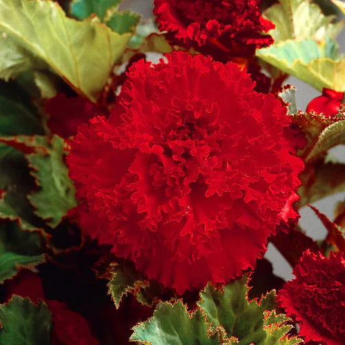 Bulbi Begonie - Fimbriata Dark Red - 2 Bucăți