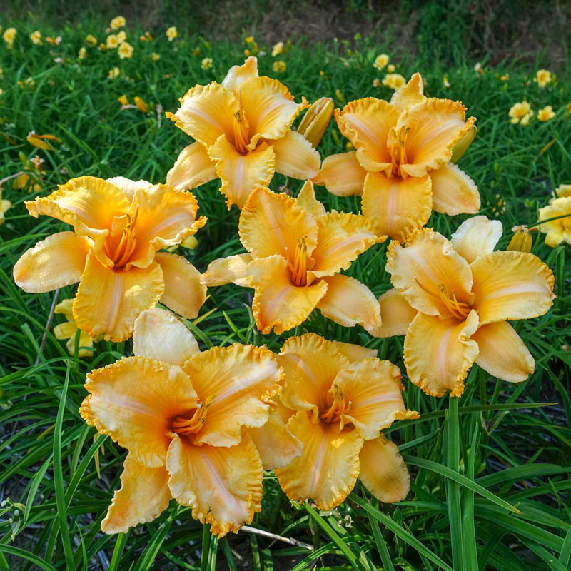 Bulbi de Hemerocallis "Colonel Mustard", Crin Salbatic, 1 Bucata