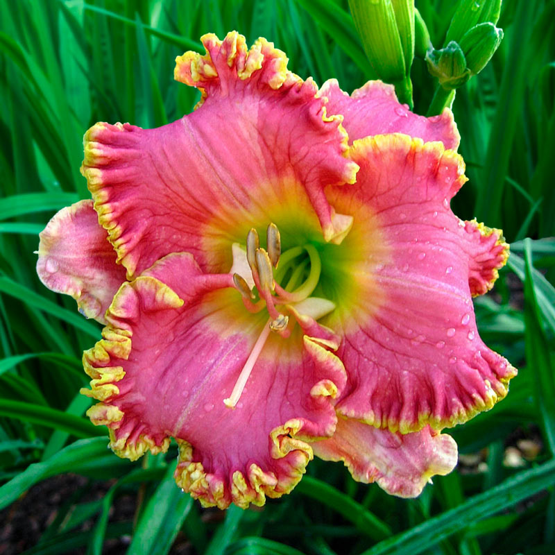 Bulbi de Hemerocallis "Diva's Choice", Crin Salbatic, 1 Bucata