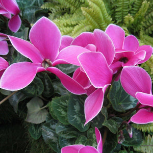 Bulbi de Cyclamen "Cilicium", Roz, 1 Bucata