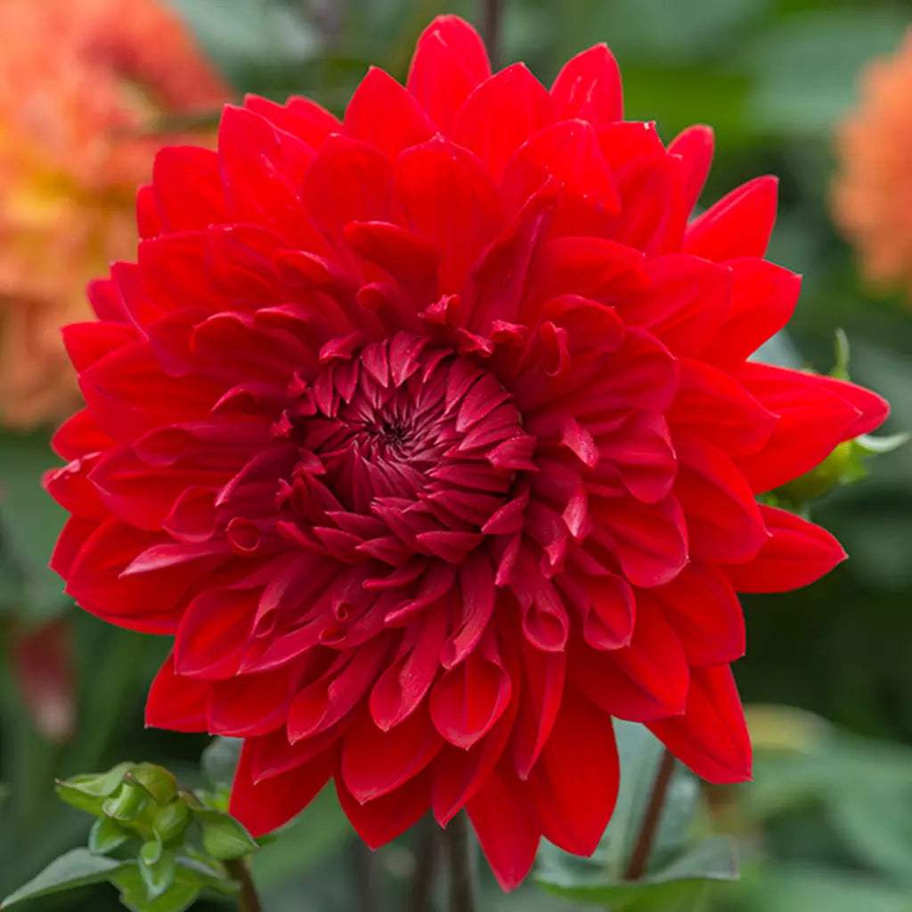 61201_dalie_garden_wonder67_3b9a0eb8-3060-443b-9145-378b54f2b75e - Fitza Florilor
