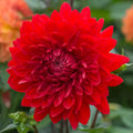 61201_dalie_garden_wonder67_3b9a0eb8-3060-443b-9145-378b54f2b75e - Fitza Florilor