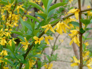 Forsythia Suspensa, la Ghiveci de 3L, 1 Bucata