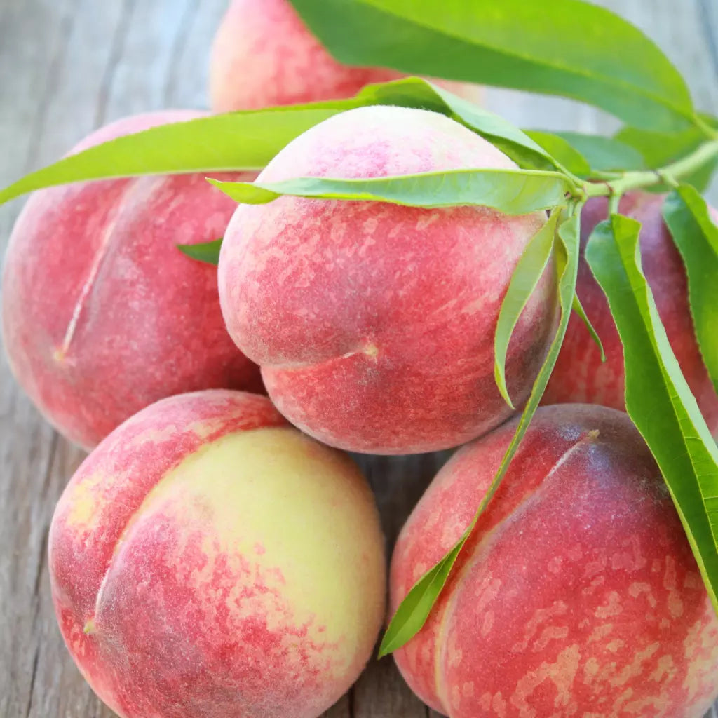 Piersic - Champion - Anul 3