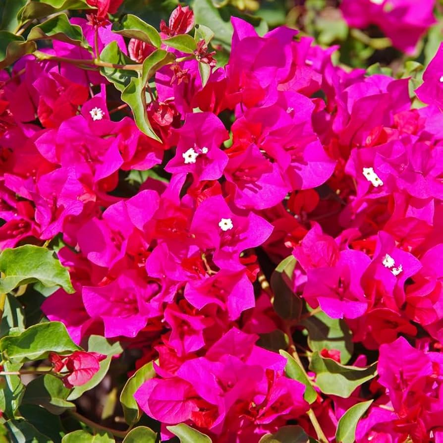 Floarea de Hartie "Bougainvillea", la Ghiveci de 3L, 1 Bucata