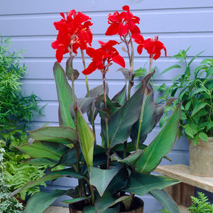 Bulbi de Canna "Black Knight", 1 Bucata