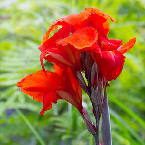 Bulbi de Canna "Black Knight", 1 Bucata