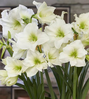 Bulbi de Amaryllis "White Garden", 1 Bucata