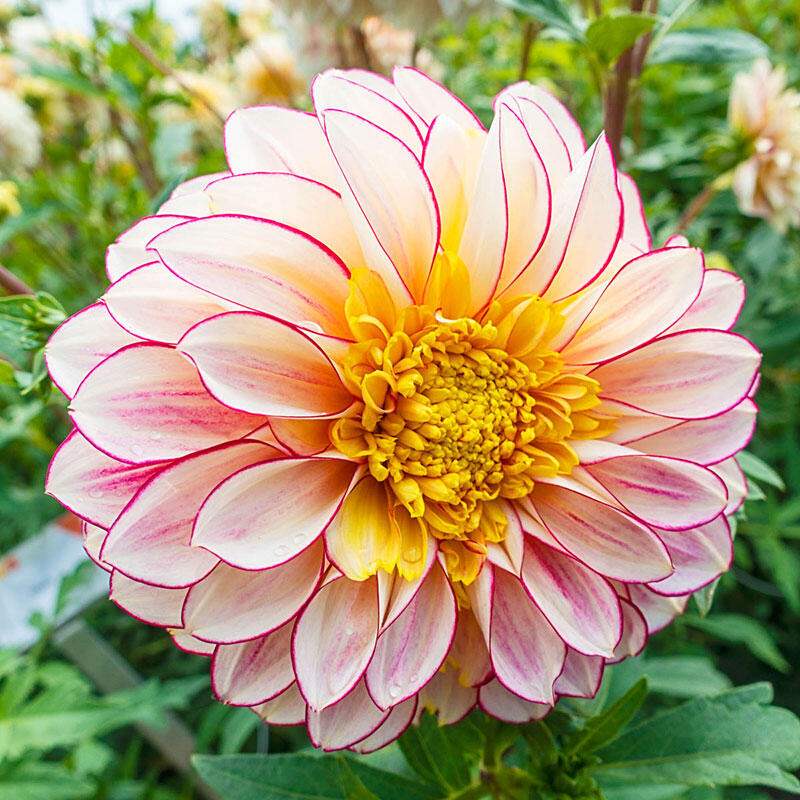 62561_5febbe52-f5d1-4752-973d-39a98baebc73 - Fitza Florilor