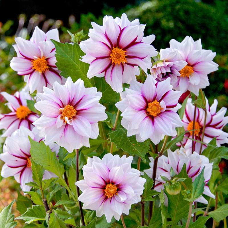 62826_b8f5c003-ead3-4e14-b248-5caab93711f3 - Fitza Florilor