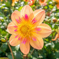 62832_56a21639-e093-4d8c-93af-796991f4baae - Fitza Florilor