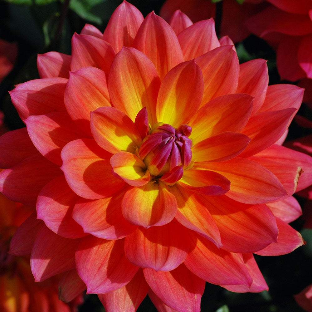 648_f030a7a1-1e3f-4ae7-bb18-d1022944c2d4 - Fitza Florilor