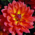 648_f030a7a1-1e3f-4ae7-bb18-d1022944c2d4 - Fitza Florilor