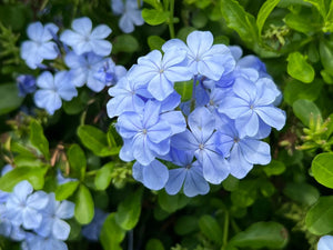 Floarea Dragostei "Plumbago", la Ghiveci de 3L, 1 Bucata