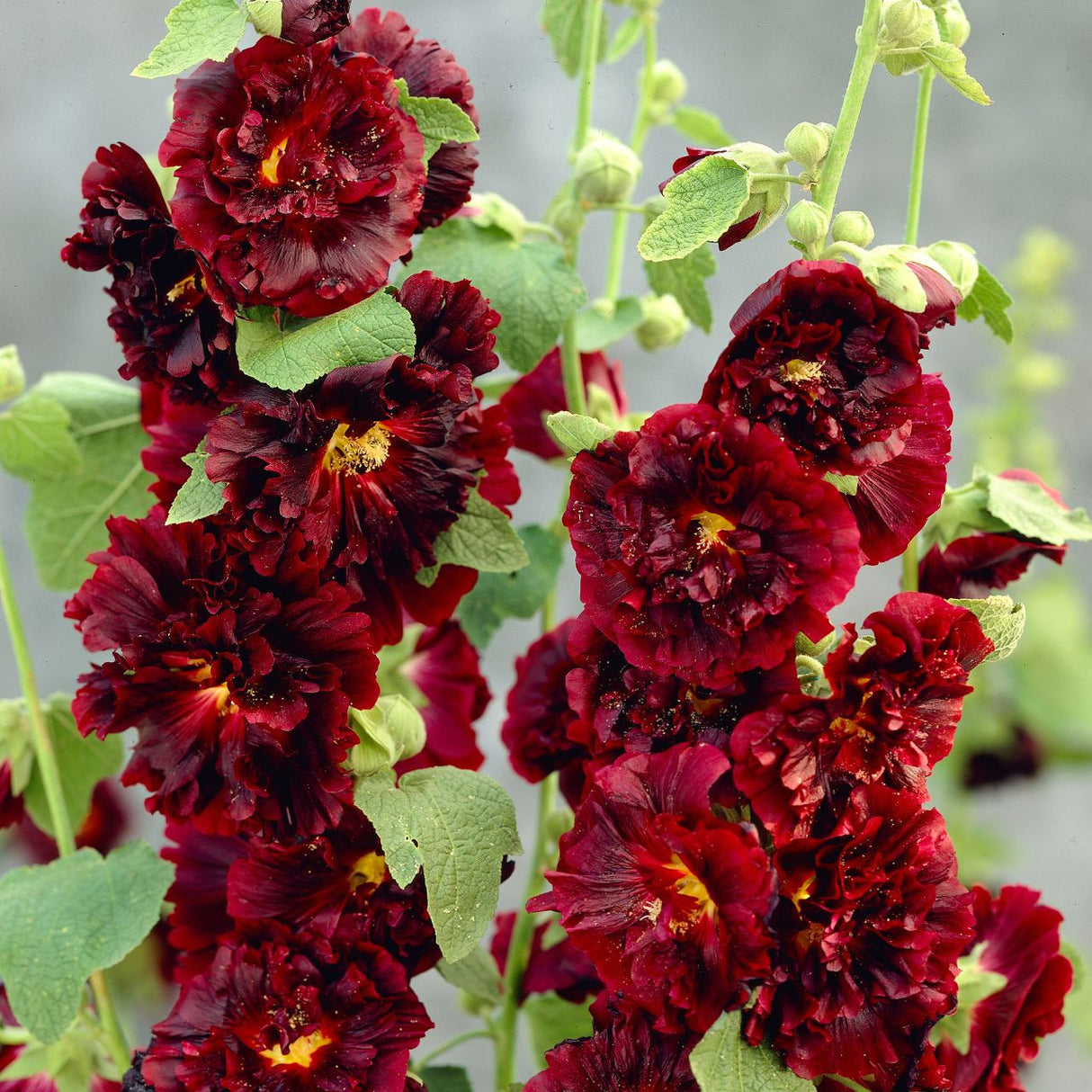 Bulbi de Nalba de Gradina "Alcea Double Dark", Red, 1 Bucata