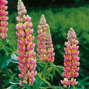 Bulbi de Lupine, Roz-Galben, 2 Bucati