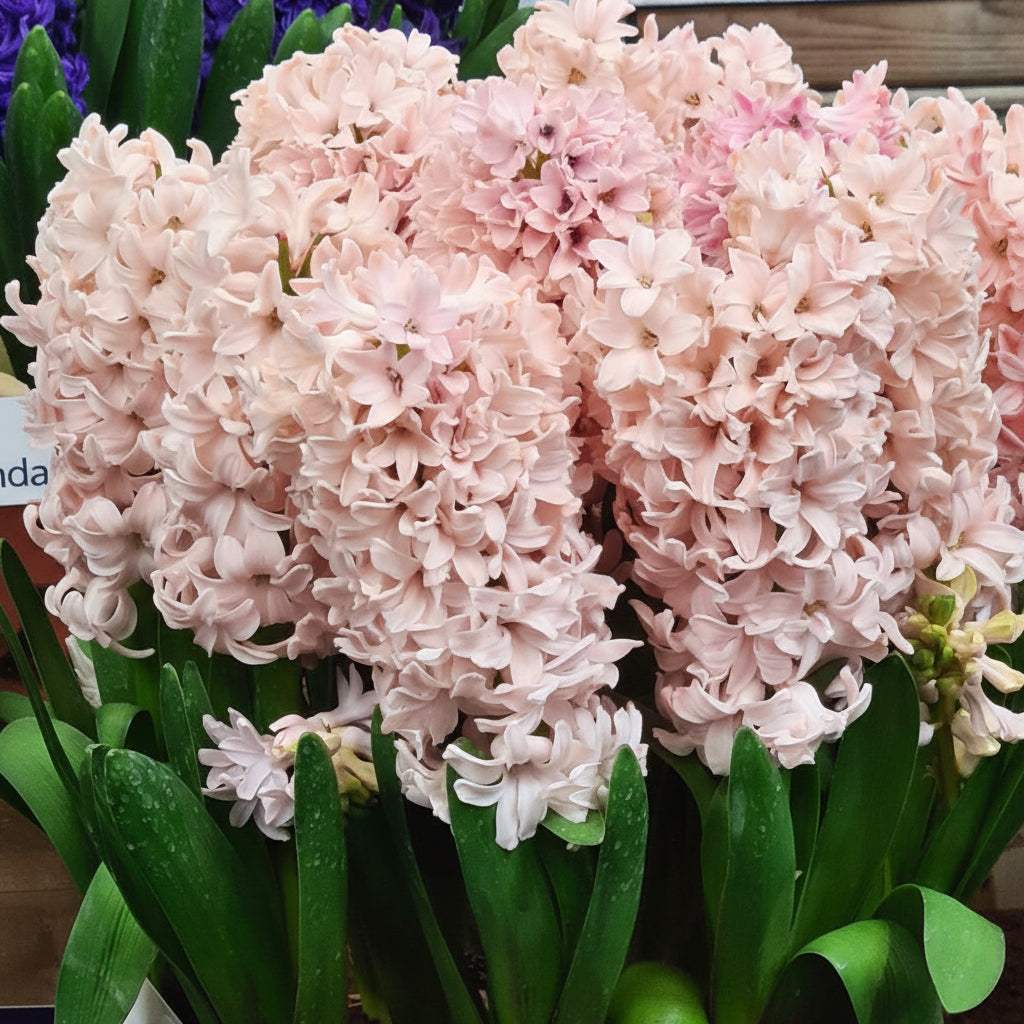 673_Hyacinth_Apricot_Passion_1 - Fitza Florilor