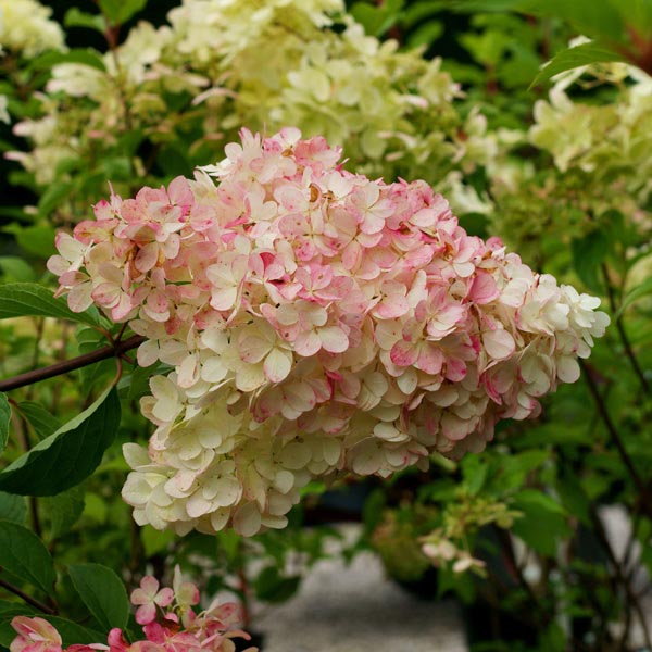 Hortensia Arbustiva Paniculata "Phantom", la Ghiveci de 3L, 1 Bucata