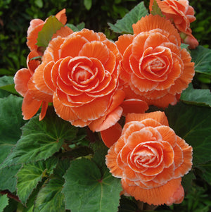 Bulbi de Begonia "Picotee Lace", Orange, 1 Bucata