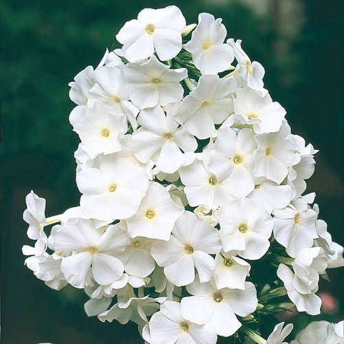 Bulbi Phlox - Paniculata - Alb - 2 Bucăți