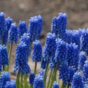 Bulbi de Muscari "Blue Magic", 5 Bucati