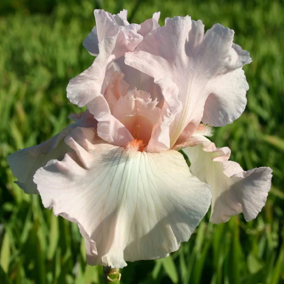 Bulbi de Iris Germanica "Vanity", 1 Bucata, la ghiveci
