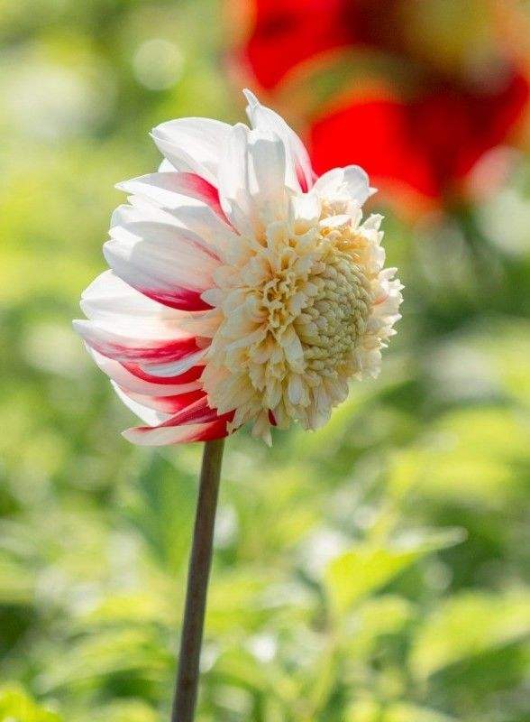 6b3783d54053d042d3010ffa31161e39_b37eb04b-a045-44b6-adef-ce73a24135b5 - Fitza Florilor
