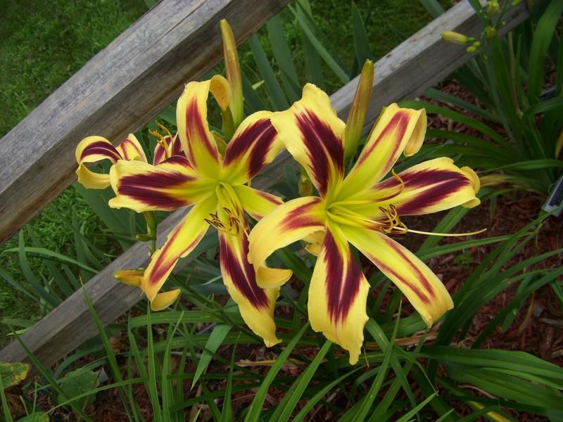 Bulbi de Hemerocallis "Free Wheelin", Crin Salbatic, 1 Bucata