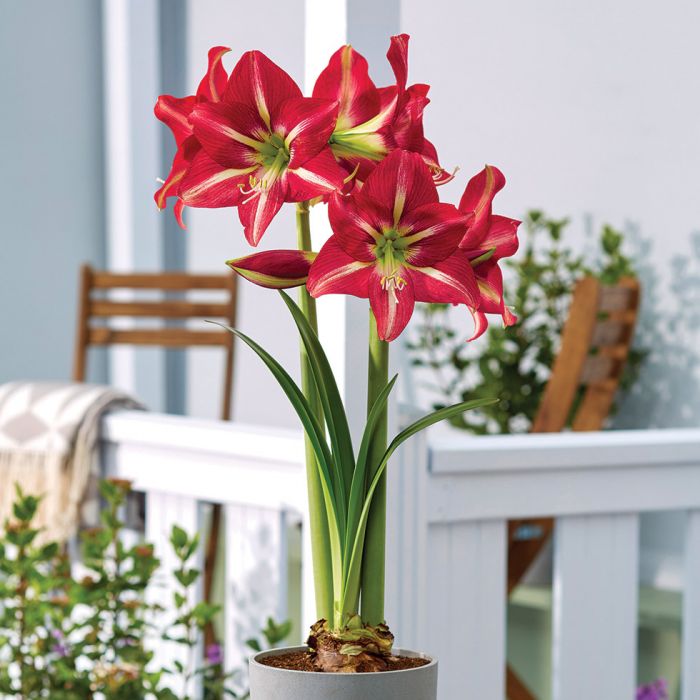 Bulbi de Amaryllis "Striped Garden", 1 Bucata