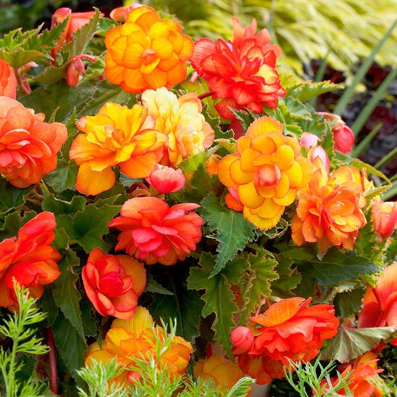 Bulbi de Begonia "Picotee Cascade Sunray", 1 Bucata