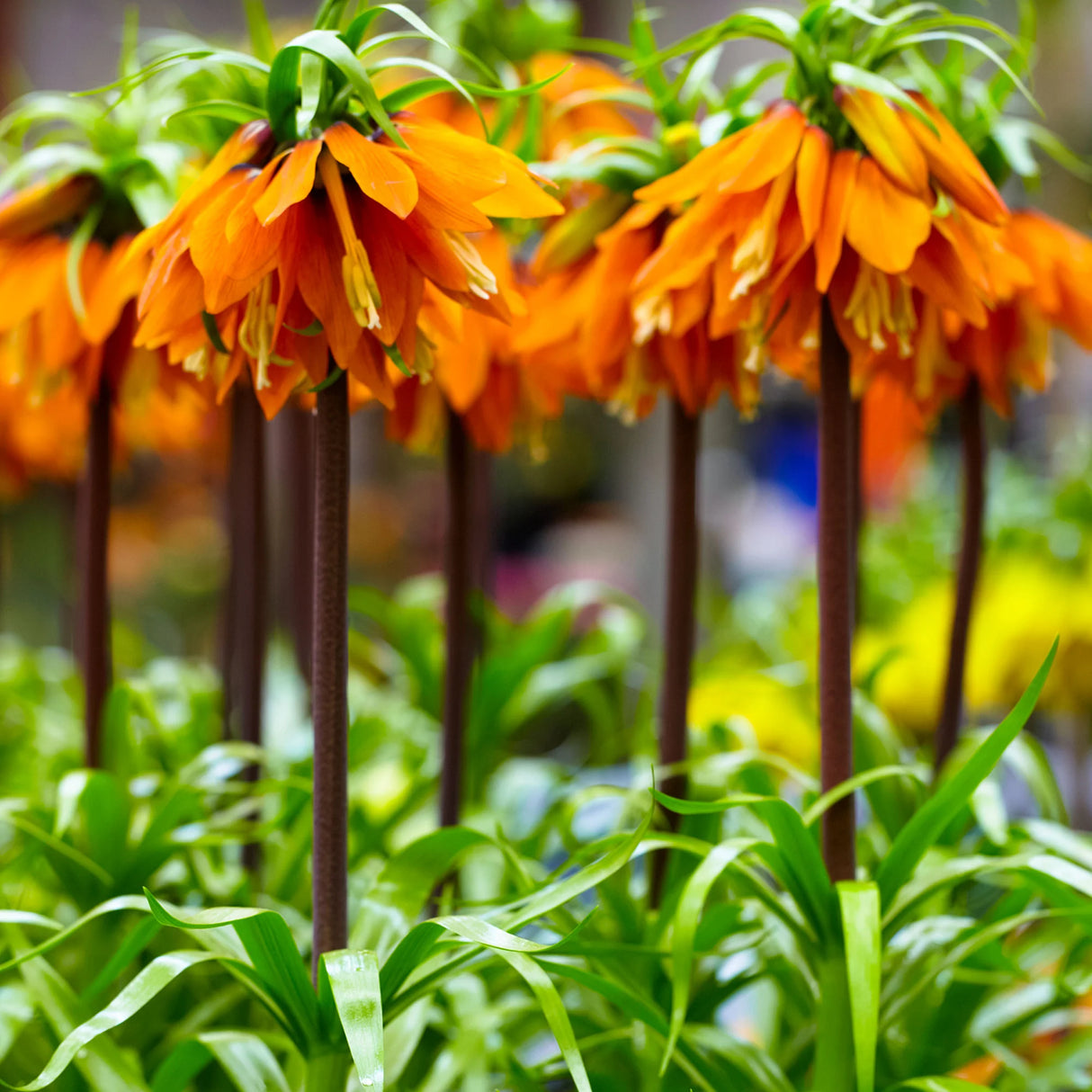 Bulbi de Fritillaria "Orange Beauty", 1 Bucata