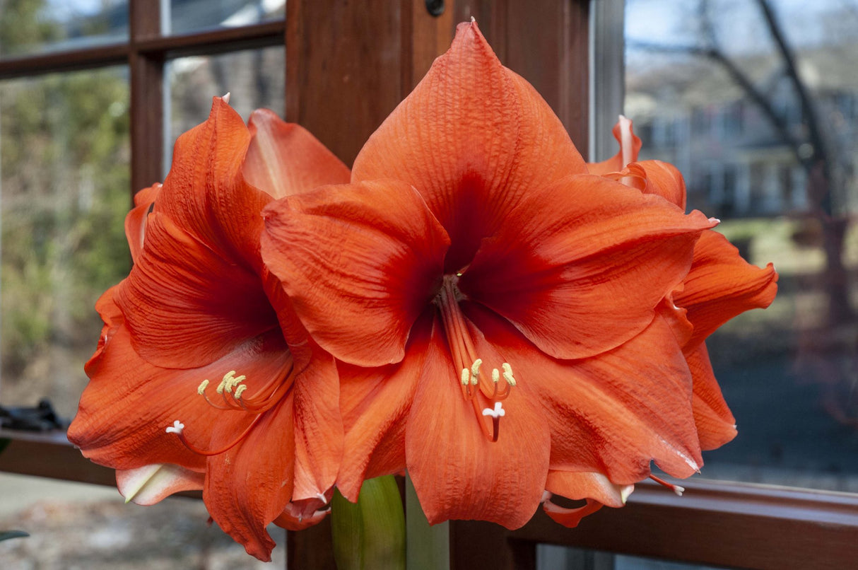 Bulbi de Amaryllis "Horizon", 1 Bucata